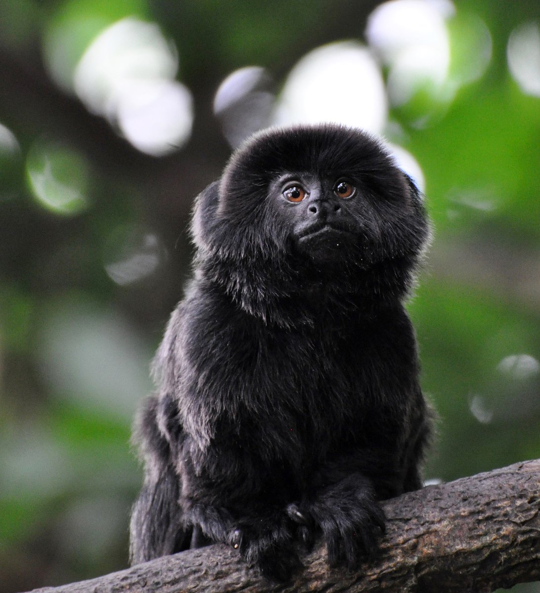 Autoridades lograron recuperar al pequeño mono que había sido robado del zoológico de Florida