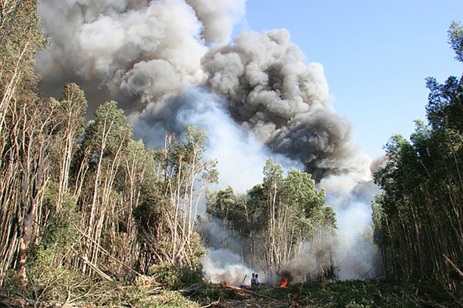 Incendio en los Everglades consumió más de 15.000 acres