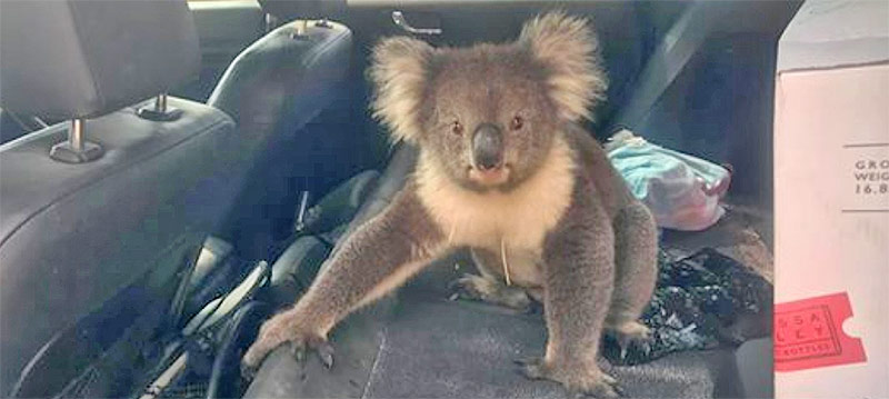 Koala escapa del calor entrando en un auto con aire acondicionado