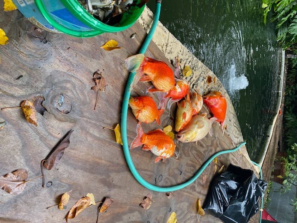 La extraña muerte de peces koi en Coconut Grove