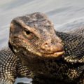 Susto en Sarasota: extraño reptil aparece en plena carretera