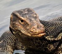 Susto en Sarasota: extraño reptil aparece en plena carretera