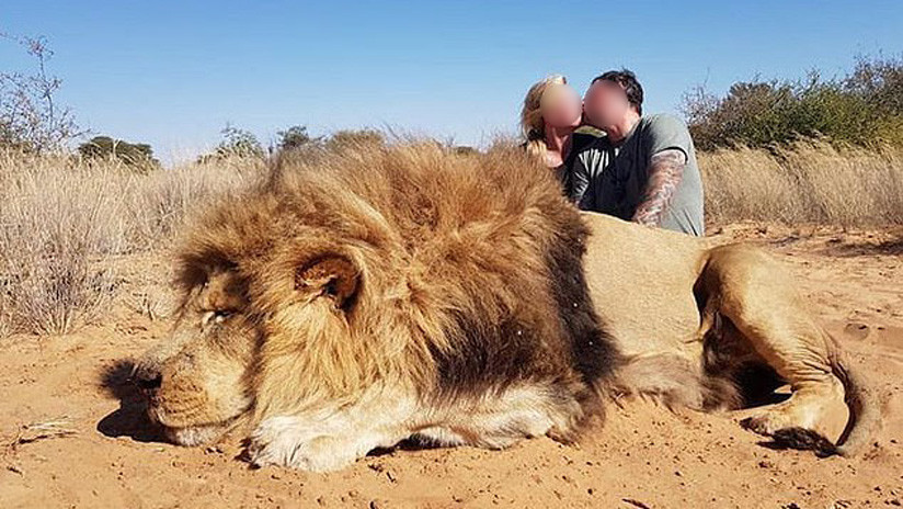 ¡Indignante! Pareja de cazadores matan a un león durmiendo y celebran dándose un beso