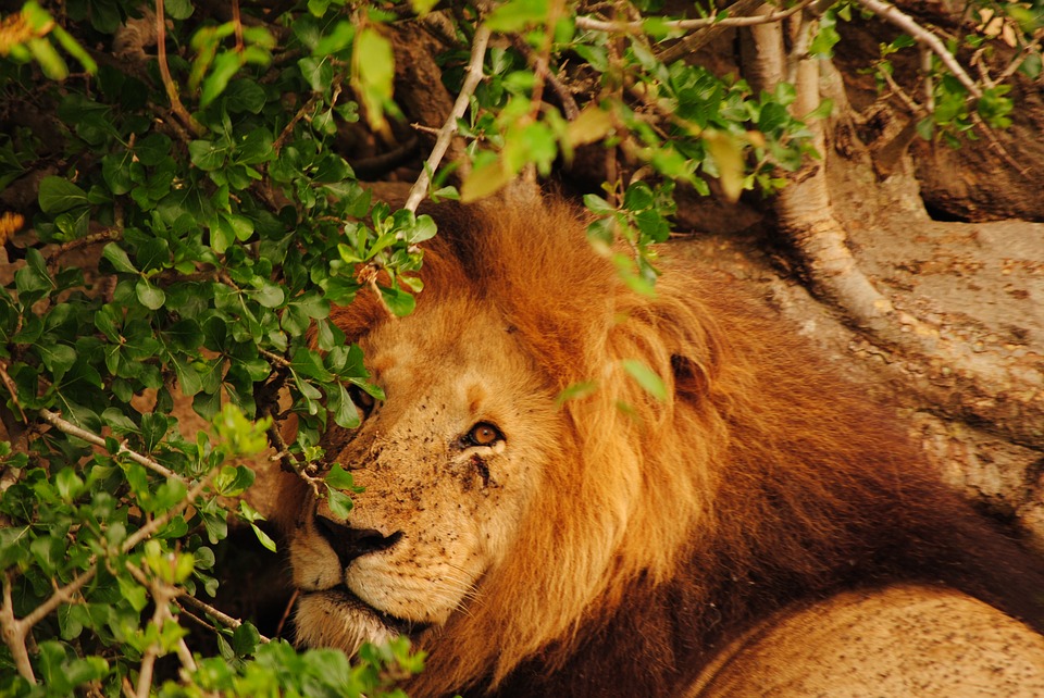 Un león intenta cazar a un joven, pero un inesperado final causa sensación en las redes