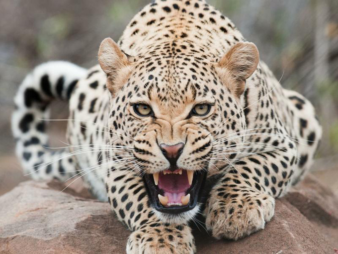 Hombre en Florida pagó por una “experiencia” a solas con un leopardo y terminó mutilado
