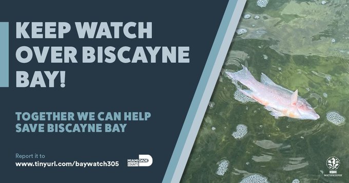 Alcaldesa Levine Cava se comprometió a mejorar el agua la Bahía de Biscayne