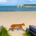 Persecución increíble: graban a lince rojo persiguiendo un conejo en Venice Beach