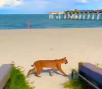 Persecución increíble: graban a lince rojo persiguiendo un conejo en Venice Beach