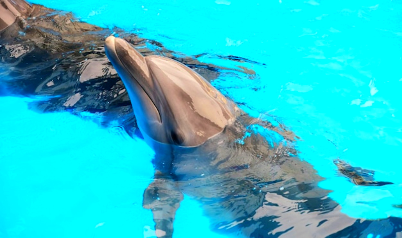 Suspenden show de delfines en hotel de México tras muerte de un ejemplar