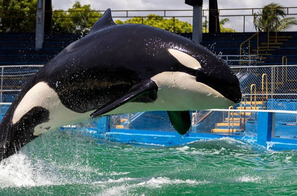 Detalles: Así fue el traslado de la orca Lolita tras fallecer en Miami Seaquarium