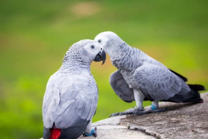 For foul-mouthed! Zoo separated several parrots that were encouraged to repeat curses (Video)