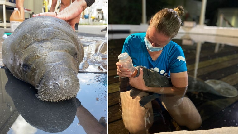 ZooTampa cuida una cría de manatí huérfana