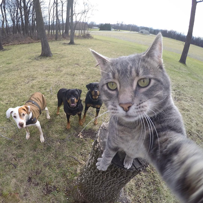 Un gato causa furor en las redes sociales por sus increíbles selfies