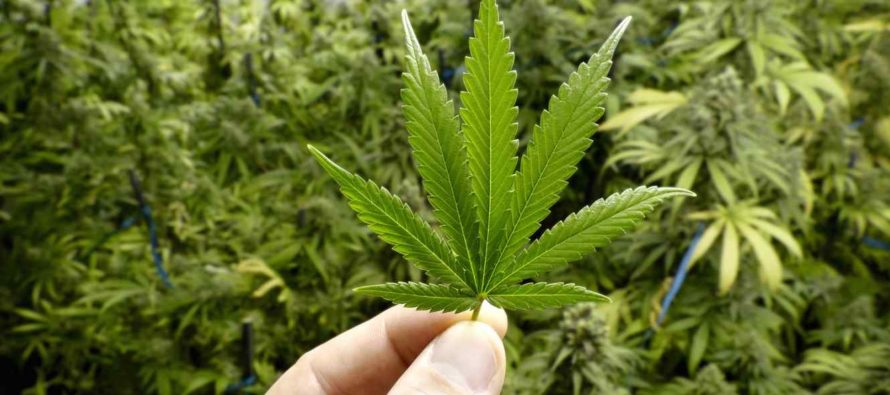 Hasta los viejitos de Florida quieren que legalicen el Cannabis, según las encuestas