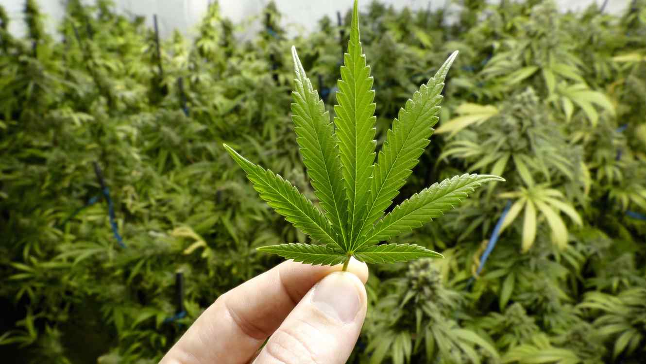 Legisladores de Florida presentan proyectos para legalizar uso recreativo de cannabis en el estado