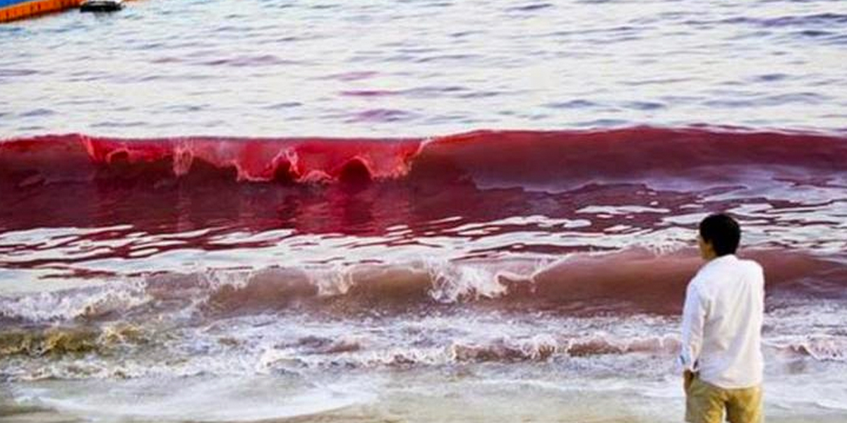 Volvió la devastadora marea roja a las costas del suroeste de Florida