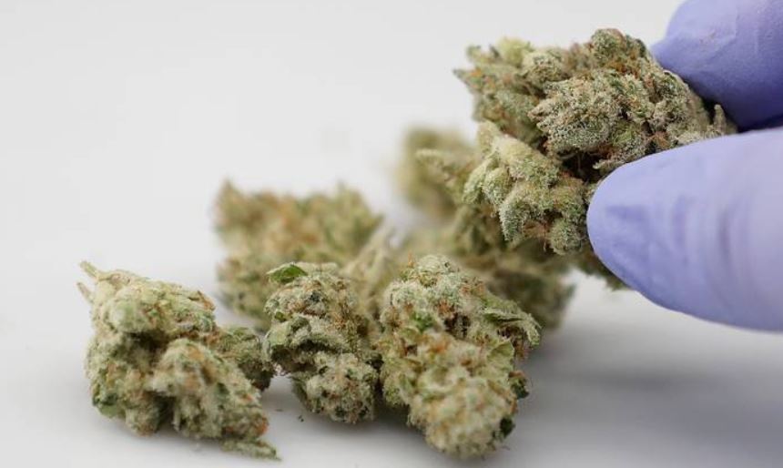 Se abre un nuevo dispensario de cannabis en Boynton Beach