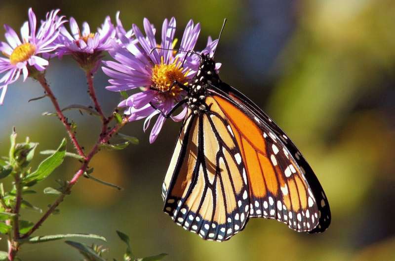 ¿Por qué está desapareciendo la mariposa monarca del este?
