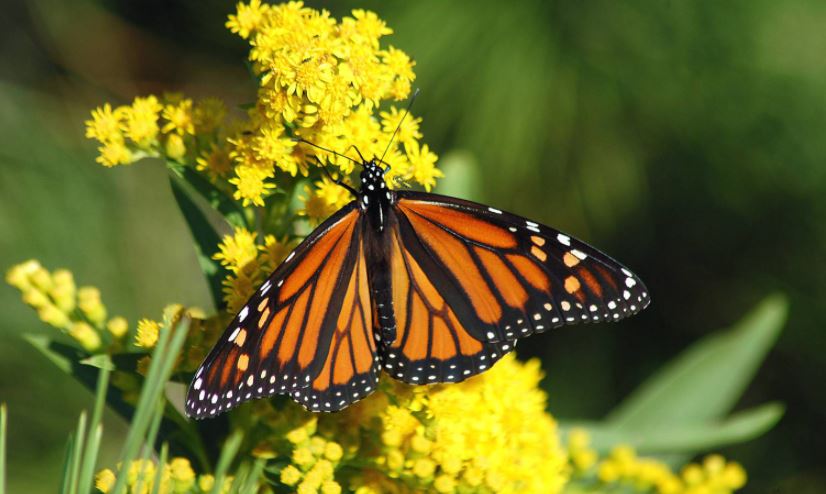 Beber cerveza ayuda a la conservación de las mariposas monarca en Florida