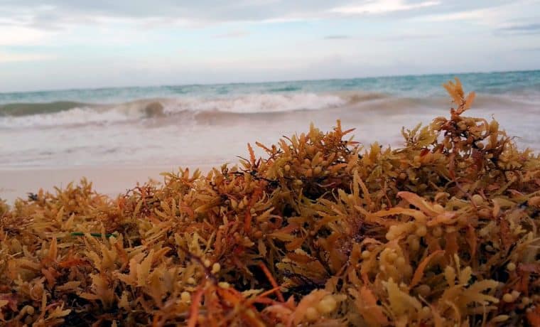 Gran masa de algas apestosas se comienza a acumular en playas de Florida