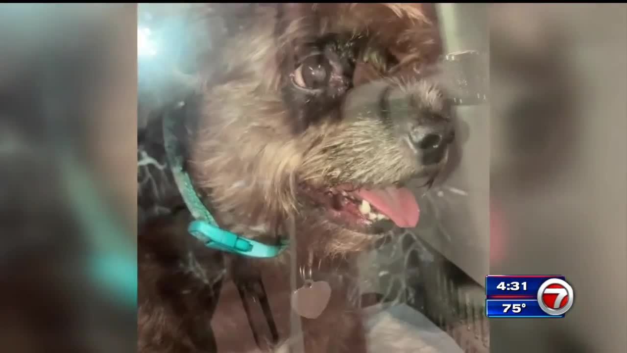 Un perro y 9 gatos muertos en incendio de Pompano Beach