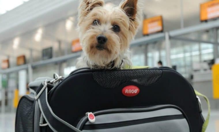 Lo que debes saber si quieres viajar en avión con tu mascota
