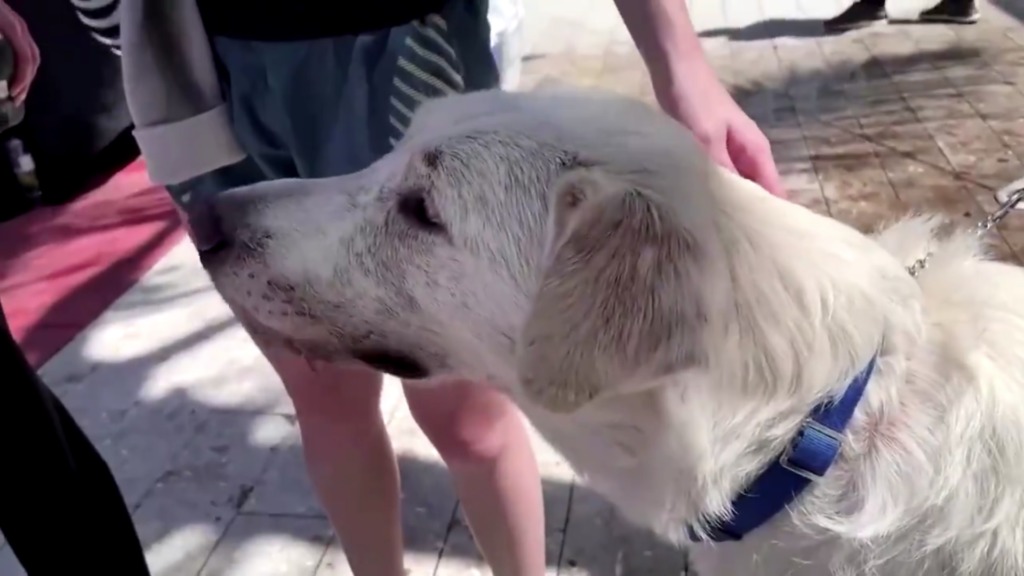 Friends of Miami Animals abrió una línea directa para ayudar a los dueños de mascotas del desplome de Surfside