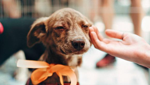 Adoptadas 140 mascotas de los Servicios para Animales de Miami-Dade