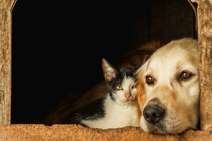 Proyecto de Ley en Florida obliga registrar a maltratadores de animales