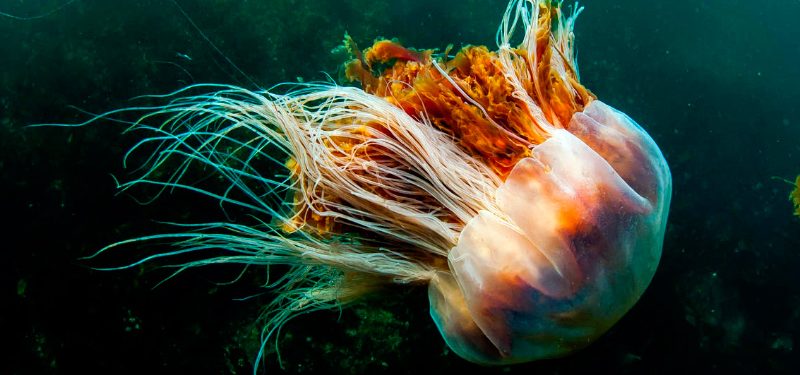 Cuidado con estas medusas, que te pueden ocasionar la muerte