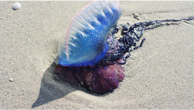 ¡De Miami a Brasil! Invasión de peligrosas medusas azules en Florianópolis