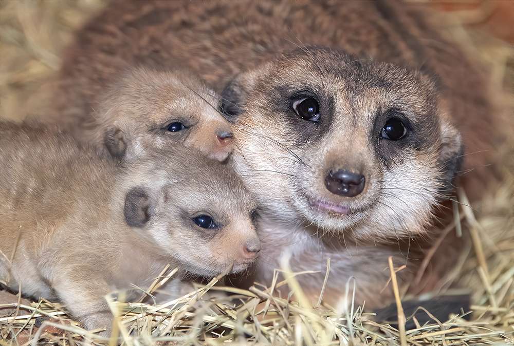 El zoológico de Miami da la bienvenida a dos cachorros de suricato
