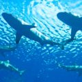 ¡Impactante! Tiburones atacaron en grupo un barco de pesca en Florida