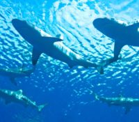 ¡Impactante! Tiburones atacaron en grupo un barco de pesca en Florida