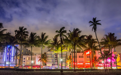 Esta es la razón por la que Florida se quedará sin palmeras