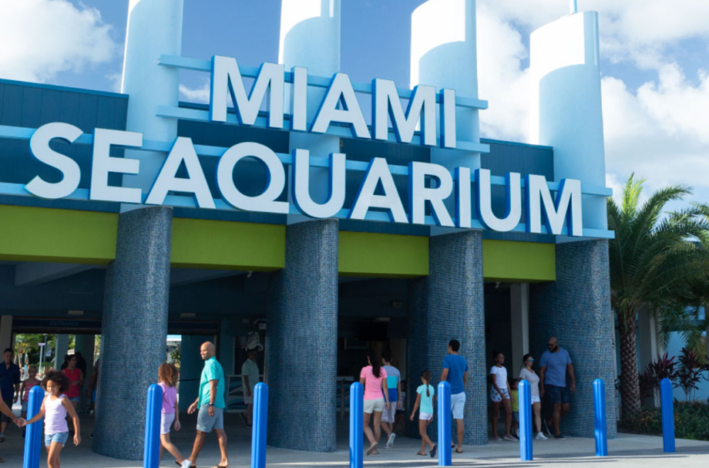 Otro animal del Miami Seaquarium pide auxilio: Estrella del surf aboga por liberación de manatí
