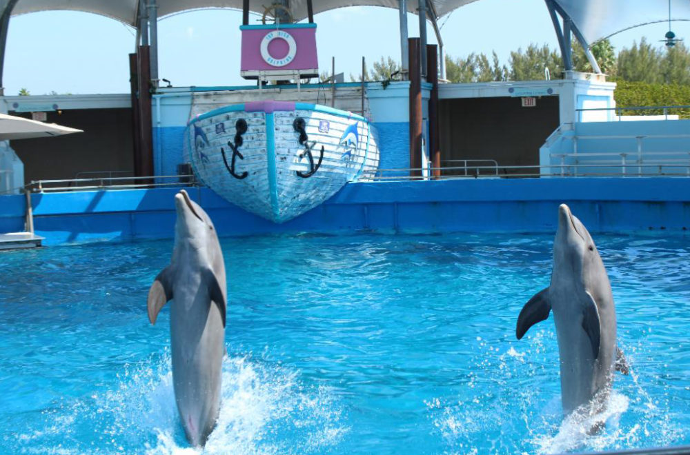 Alcaldesa Levine Cava busca rescindir contrato de arrendamiento del Miami Seaquarium