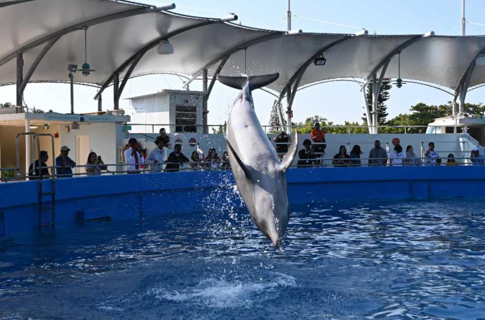 “Siempre hemos velado por el bienestar de los animales”: Miami Seaquarium responde a las autoridades