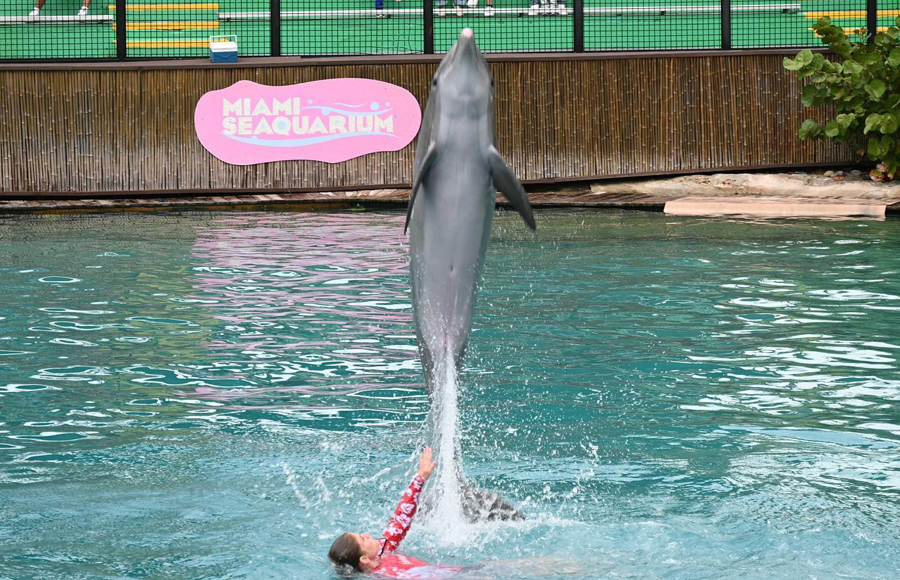 USDA revela informe contra Miami Seaquarium: Advertía riesgos contra delfín fallecido