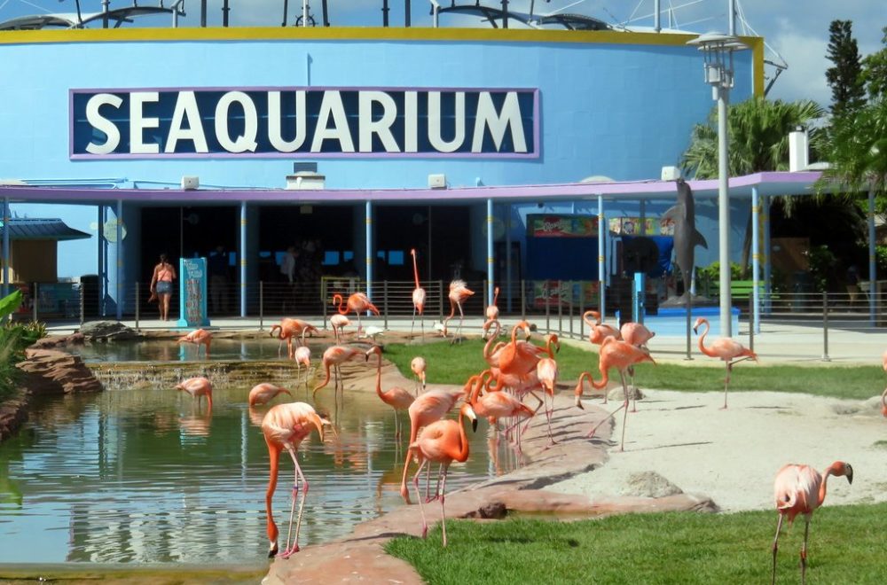 Miami Seaquarium llega a su fin: Qué pasará con los animales