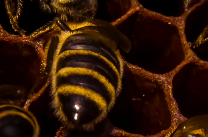 Miel de abeja: ¿cuáles son sus beneficios para la salud?