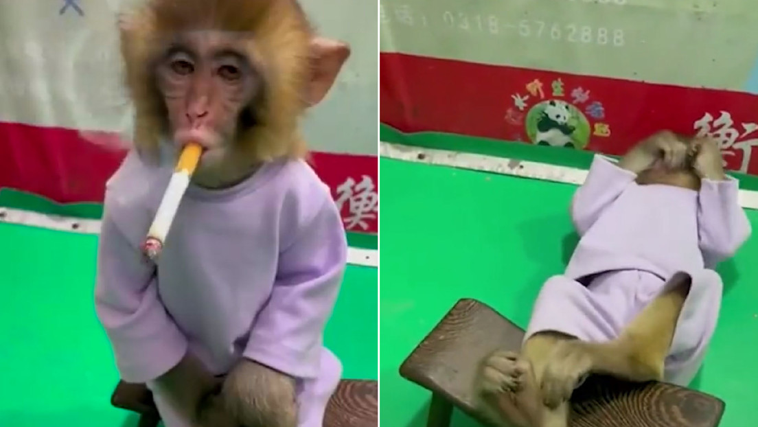 ¡Indignante! Zoológico de China obliga a mono bebé a fumar