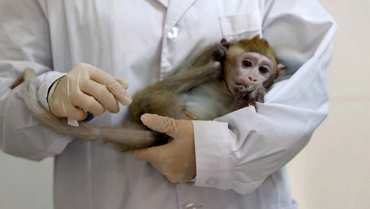 ¡Nuevo avance contra el coronavirus! Todo un éxito en monos vacuna de la Universidad de Oxford