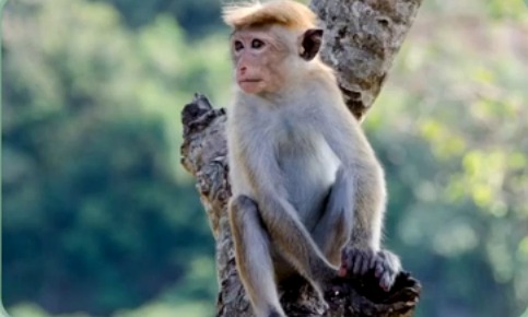 Ataques de macacos salvajes deja cerca de 40 heridos al sudoeste de Japón