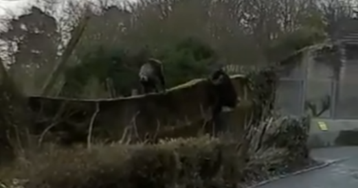 Audaz chimpancé utiliza un tronco para escapar del encierro