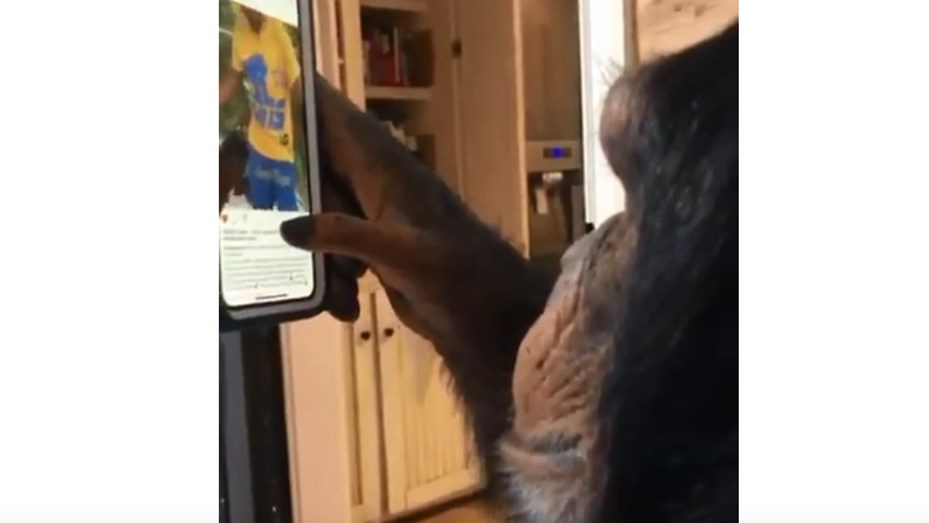 ¡Increíble! Conozca al chimpancé influencer de Instagram