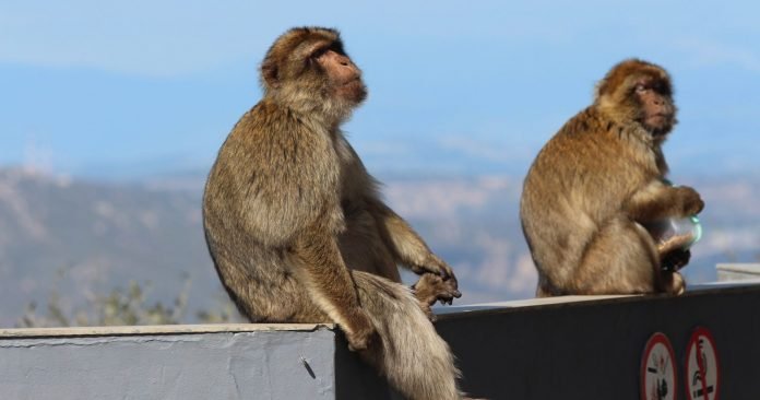 ¡Alerta en India! Monos roban muestras de covid-19 de un laboratorio