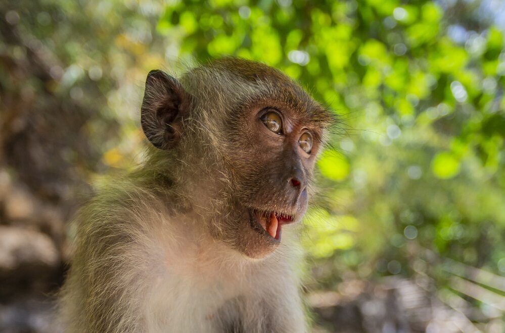 Monos invaden áreas urbanas y causan preocupación en ciudades de Florida