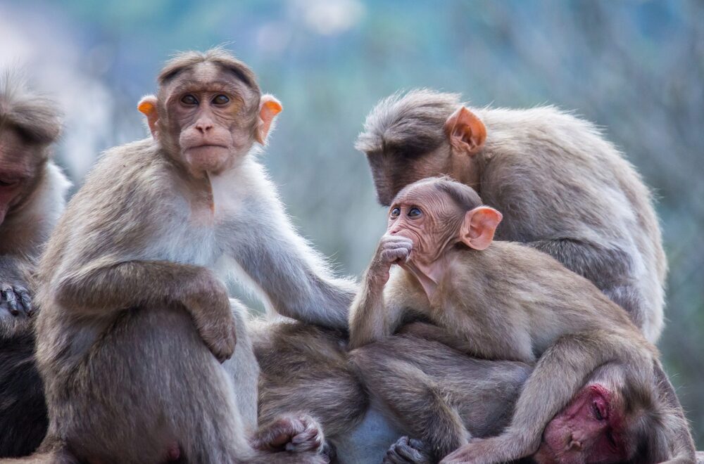 El gran escape: 43 monos se fugan de centro de investigación en Carolina del Sur