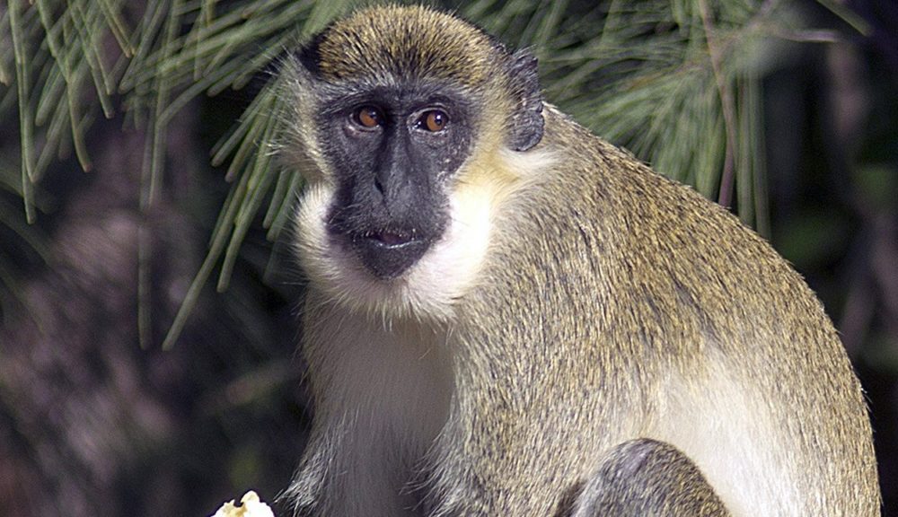 Monos que vivían cerca del Aeropuerto de Fort Lauderdale fueron trasladados a santuario especial